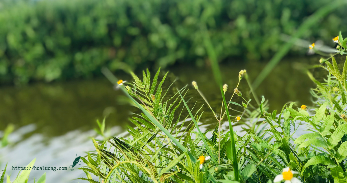 bến sông quên yên bình