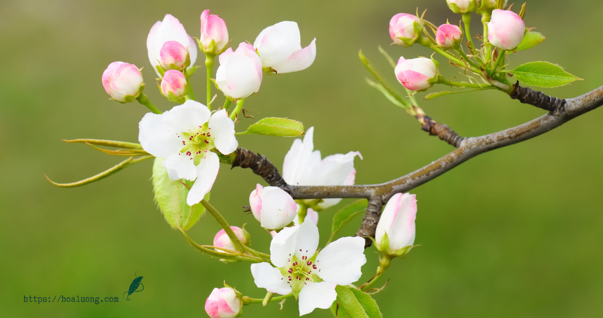 Dù sao cây táo vẫn nở hoa